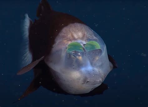 Barreleye Fish .